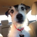 A white Jack Russell dog with a red collar is pictured perched up on the arm rest of a car with beige interior